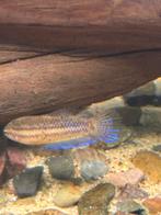 Betta mahachiensis, Dieren en Toebehoren, Vissen | Aquariumvissen