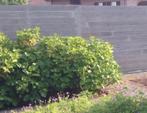 5 mooie hortensia’s, Jardin & Terrasse, Plantes | Arbustes & Haies, Enlèvement ou Envoi, Hortensia