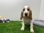 Nestjes Engelse Cocker Spaniel pups, België, CDV (hondenziekte), 8 tot 15 weken, Meerdere
