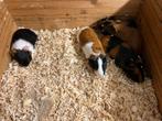 8 jonge cavia’s, direct beschikbaar, Dieren en Toebehoren, Augustus, Meerdere dieren, Cavia