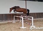3 jr chique van Donthargos. Balou en Cornet in moederlijn, Dieren en Toebehoren, Paarden, Merrie, Springpaard, 3 tot 6 jaar, 160 tot 165 cm