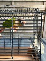 MOOIE KLEUREN PYRRHURA S NU 100 EURO/KOPPEL, Dieren en Toebehoren, Vogels | Parkieten en Papegaaien, Meerdere dieren, Papegaai