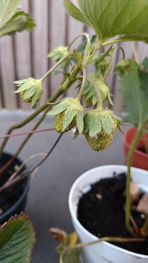 mooie grote aardbei planten , laatste, Tuin en Terras, Planten | Tuinplanten, Vaste plant, Overige soorten, Volle zon, Zomer, Ophalen
