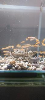 Goudwinde/vissen uit vijver, Dieren en Toebehoren, Vissen | Aquariumvissen