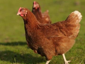 Poules pondeuses Isa Brown, Poule ou poulet