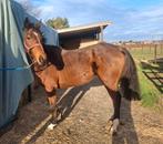 Leuke ruin, Animaux & Accessoires, Chevaux, Hongre