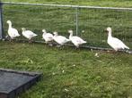 Ross ganzen, Dieren en Toebehoren, Gans of Zwaan