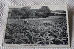 Rochehaut Frahan sur Semois - Les Plantations ( tabac), Ophalen of Verzenden, 1940 tot 1960, Ongelopen, Luxemburg