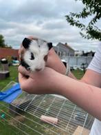 Jonge cavias, Dieren en Toebehoren, Knaagdieren, Augustus, Mannelijk, Cavia