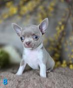 Chihuahua pups korthaar Chi pup, Dieren en Toebehoren, België, Fokker | Hobbymatig, CDV (hondenziekte), 8 tot 15 weken