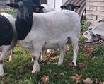 Dorper ram, Dieren en Toebehoren, Schapen, Geiten en Varkens, Mannelijk, Schaap, 0 tot 2 jaar