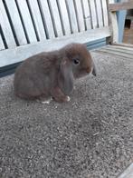 NHD Nederlandse hangoordwerg bruin, Dieren en Toebehoren, Mannelijk, Dwerg, Hangoor, 0 tot 2 jaar