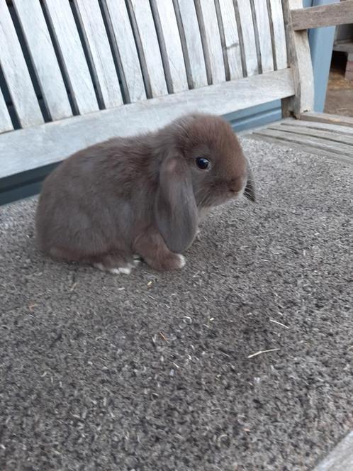 NHD Nederlandse hangoordwerg bruin, Dieren en Toebehoren, Konijnen, Dwerg, Mannelijk, 0 tot 2 jaar, Hangoor