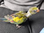 Bergparkiet, Dieren en Toebehoren, Vogels | Parkieten en Papegaaien, Geslacht onbekend, Parkiet, Geringd