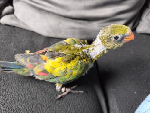 Bergparkiet, Dieren en Toebehoren, Vogels | Parkieten en Papegaaien, Parkiet, Geslacht onbekend, Tam, Geringd
