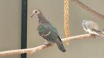 Jonge groenvleugelduif (Smaragdduif), Dieren en Toebehoren, Vogels | Duiven, Geslacht onbekend, Overige soorten