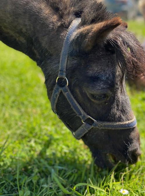 Gezocht, Dieren en Toebehoren, Paarden, Ruin, Zadelmak