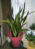 Sansevieria grote kamerplant met mooie bloempot, Huis en Inrichting, Kamerplanten, Groene kamerplant, Ophalen, In pot, 100 tot 150 cm