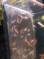 100 Orange rili neocaridina garnalen