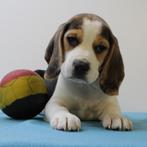Beagle pups te koop (Belgisch), België, Beagle, Handelaar, CDV (hondenziekte)