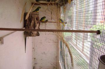 Turquasine  beschikbaar voor biedingen