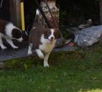 Border collie pups, bruin-wit, 13 weken, België, 8 tot 15 weken, CDV (hondenziekte), Collie