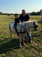 Pony, Dieren en Toebehoren, A pony (tot 1.17m), 7 tot 10 jaar, Onbeleerd, Recreatiepony