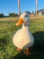 Eenden te koop, Animaux & Accessoires, Volatiles, Canard