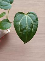 Anthurium crystallinum x magnificum, Ophalen of Verzenden
