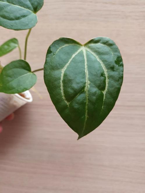 Anthurium crystallinum x magnificum, Huis en Inrichting, Kamerplanten, Ophalen of Verzenden
