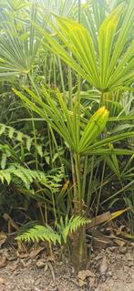 Palmiers robustes d'intérieur et d'extérieur. Un élevage bel, Jardin & Terrasse, Enlèvement ou Envoi