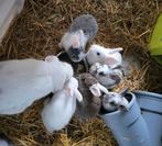Te koop: 3 handtamme, gevaccineerde dwergkonijntjes, Dieren en Toebehoren, Konijnen, Meerdere dieren, Dwerg, 0 tot 2 jaar