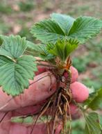 Planten eetbare bosaardbei (50 cent/stuk), Ophalen, Vaste plant, Bodembedekkers, Volledige schaduw