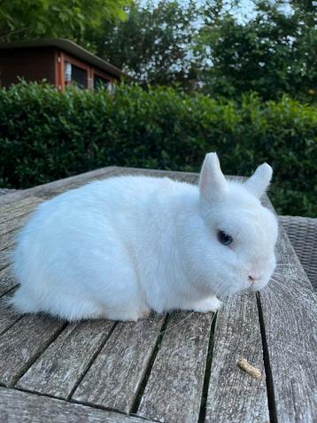 Super mooie zeer KLEINE, lieve kleurdwerg beschikbaar voor biedingen