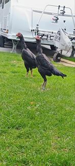 Poules noires O Shamo Fighter