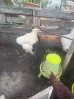 Brahma Lemon Pyle hennen, Dieren en Toebehoren, Pluimvee, Vrouwelijk, Kip