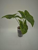 Syngonium Mojito, Huis en Inrichting, Kamerplanten, Ophalen of Verzenden