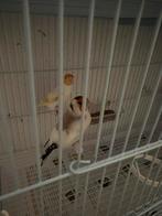 Couple chardonneret mutation, Dieren en Toebehoren, Mannelijk