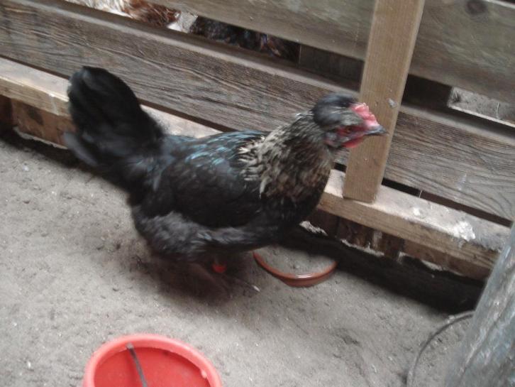 groenlegger (zwart zilverhals), Dieren en Toebehoren, Pluimvee, Kip, Vrouwelijk