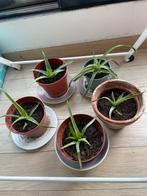 Aloe Vera Candelabra, Huis en Inrichting, Kamerplanten, Minder dan 100 cm, Ophalen of Verzenden, Halfschaduw, Groene kamerplant