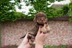 Beaux chiots teckels nains et nains/canins aux cheveux gross, Parvovirose, Plusieurs, Belgique, 8 à 15 semaines