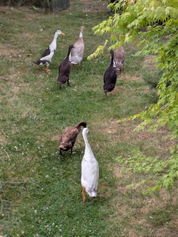 3 Indische loopeenden te geef INDIAN RUNNERS, Dieren en Toebehoren, Pluimvee, Eend