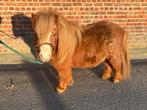 Poney mini shetland étalon, Poney A (jusqu'à 1.17 m), Vermifugé, 7 à 10 ans, Ne s'applique pas