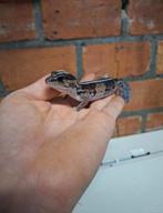 Afrikaanse vetstaartgekko vrouw beschikbaar, Dieren en Toebehoren, Reptielen en Amfibieën, Tam