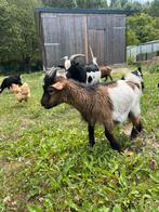 Geitenbok, Dieren en Toebehoren, Schapen, Geiten en Varkens
