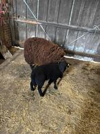 Schaap met lam, Mouton, Femelle, 0 à 2 ans