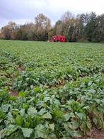 Voederbieten te koop