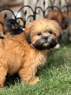 Lhasa apso pups, Dieren en Toebehoren, België, Overige rassen, CDV (hondenziekte), 8 tot 15 weken