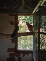 Kweekkoppels roze kakatoes, Dieren en Toebehoren, Vogels | Parkieten en Papegaaien