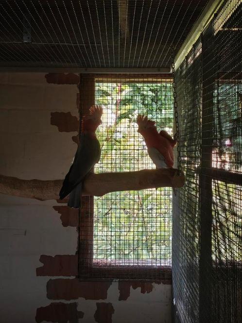 Kweekkoppels roze kakatoes, Dieren en Toebehoren, Vogels | Parkieten en Papegaaien